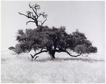 0380138-11-006-Thumbnail Image.jpg